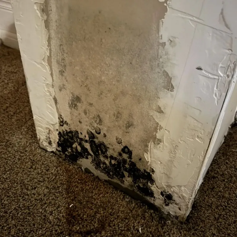 Professional Mold Removal in Union, OR